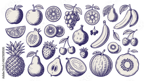 Minimalist hand drawn sketch fruits vector illustration. Natural tropical fruits. Dragon fruit, pineapple, coconut, citrus, banana, fig, apple, grape, lemon, banana, pomegranate, fig, strawberry.