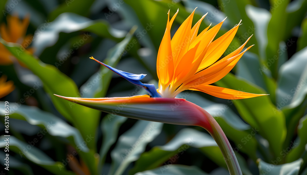 Obraz premium Vibrant tropical flower with bright orange petals and striking blue center, set against lush green foliage, exudes exotic