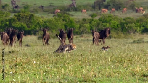 Epic Cheetah Chase Lightning Pursuit of a Baby Gazelle 4K