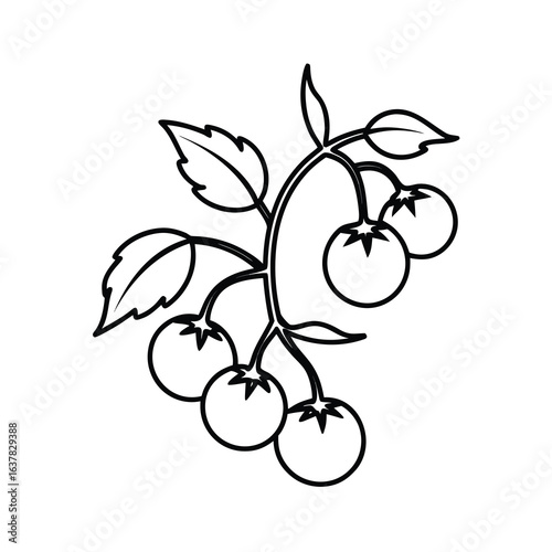 cherry tomatoes on vine line art on white background 