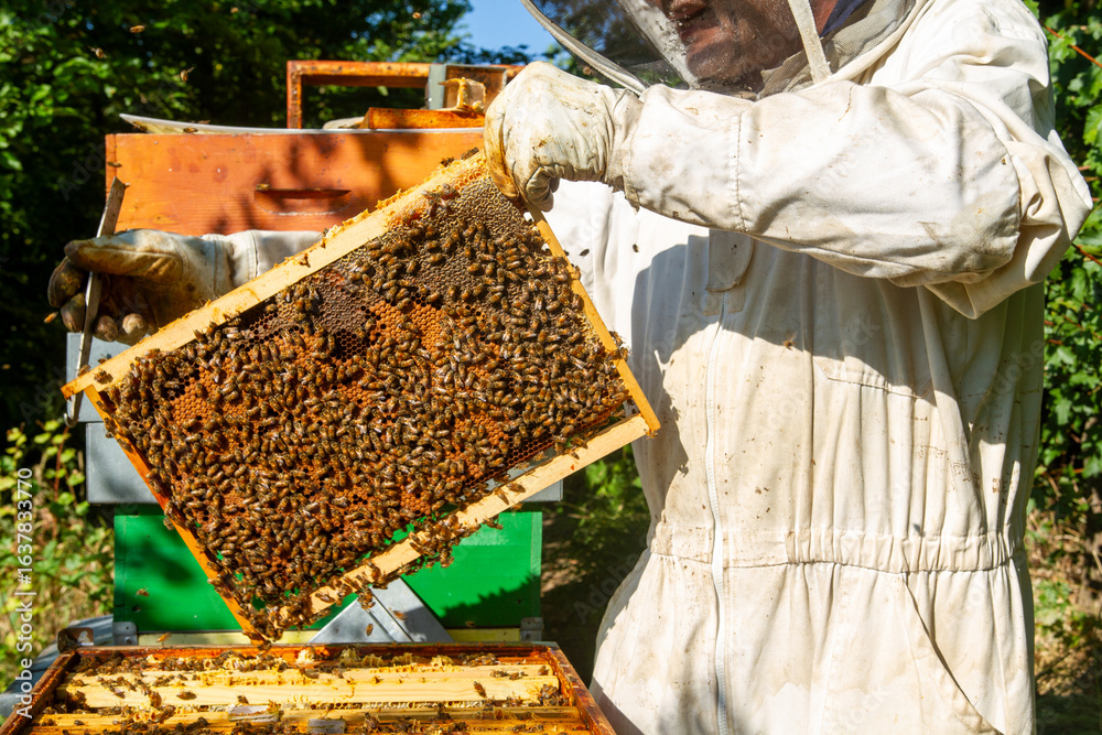 beekeeping honey production from bees in hives in the countryside beekeeping honey production from bees in hives in the countryside