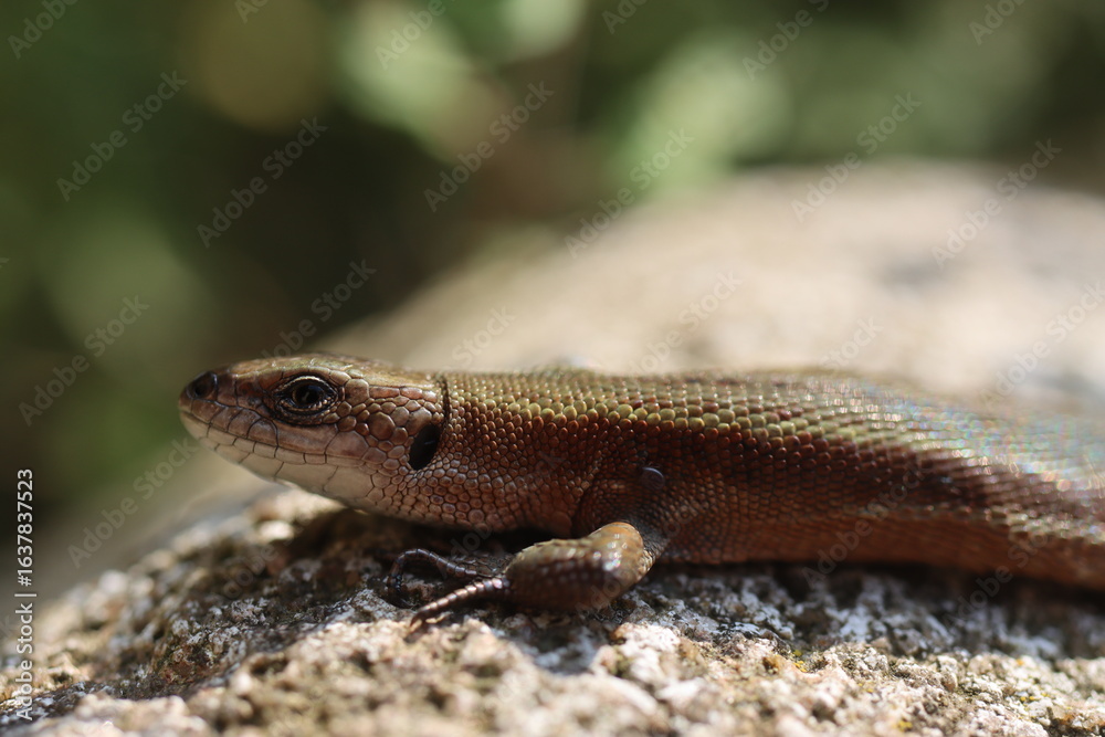 Naklejka premium jaszczurka Lacertilia Sauria