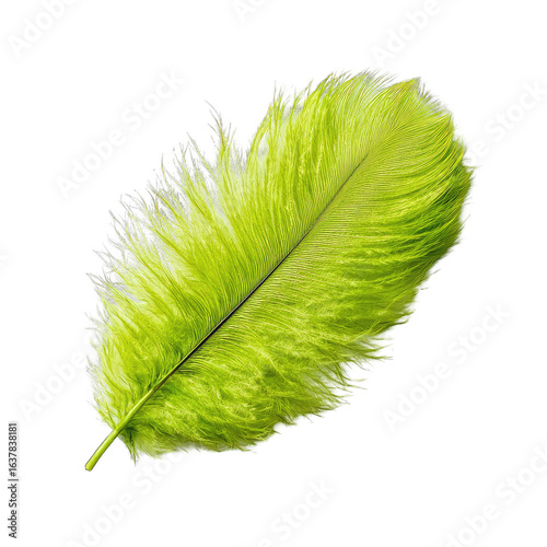 Lime green ostrich feather isolated on black