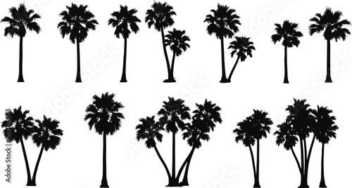 Palm tree silhouette collection, tropical nature black vector art, exotic palm trees, tropical forest, island vegetation, cad drawing flat vector illustration