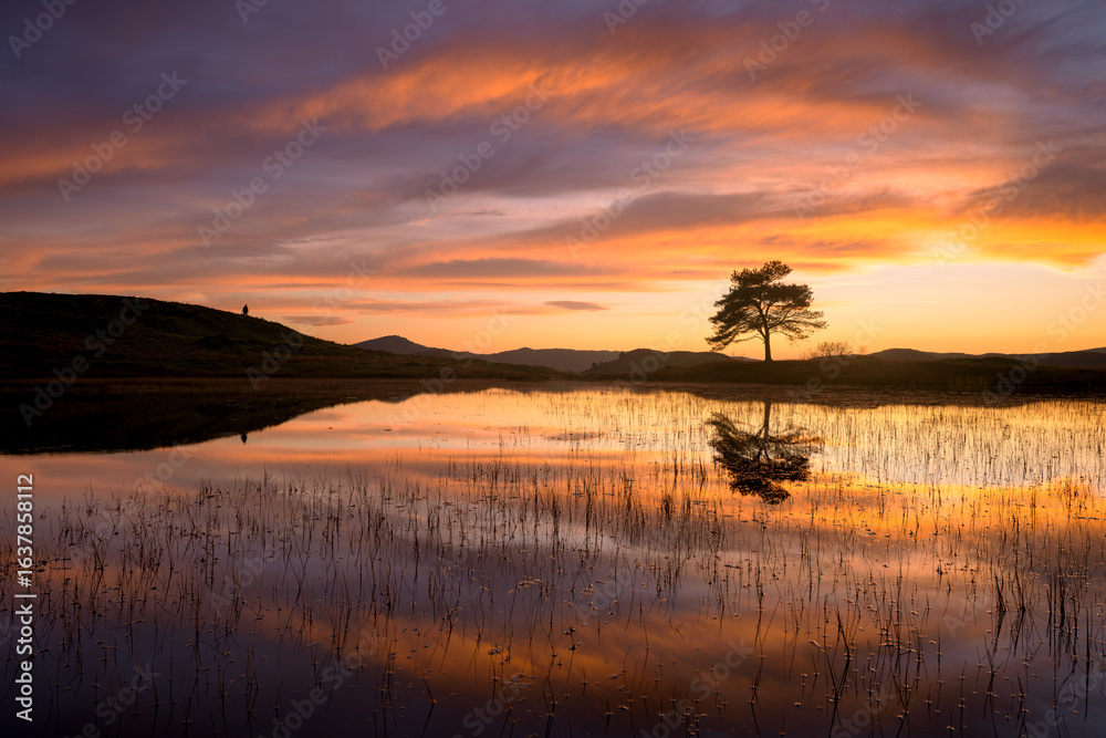 Fototapeta premium Beautiful fiery sunset with dramatic clouds and lone tree reflecting in calm water at Kelly Hall Tarn, near Coniston in the Lake District, England.