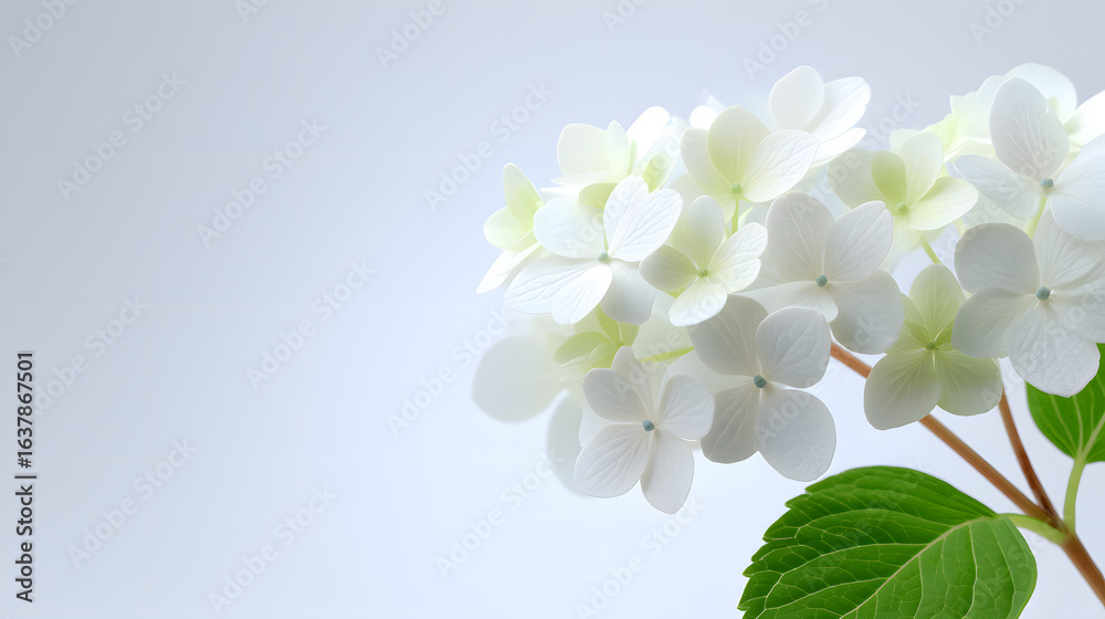 Fototapeta premium White hydrangea bloom with green leaves on soft blue background. Elegant floral photo perfect for greeting cards, spring themes, or wedding designs.