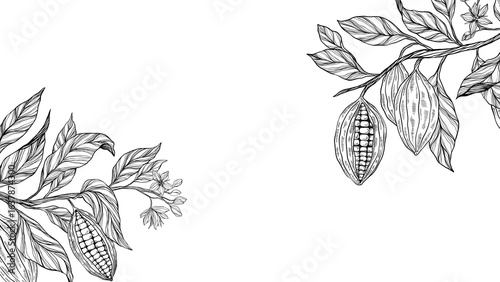 Cocoa plant set, clipart, collection of coca plant illustrations, herbs, botanical banner copy space, plant branch, leaves, flowers. Floral design for chocolate, cacao, healthy food, sweet, tasty