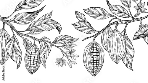 Cocoa plant set, clipart, collection of coca plant illustrations, herbs, botanical banner copy space, plant branch, leaves, flowers. Floral design for chocolate, cacao, healthy food, sweet, tasty