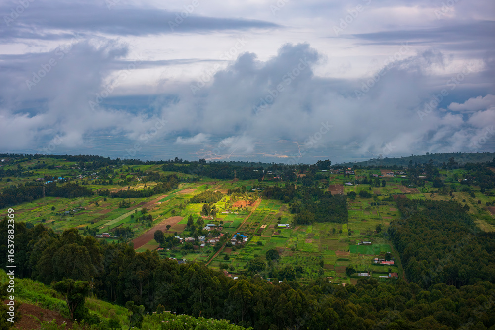 Obraz premium Olive Baboon climbing a tree