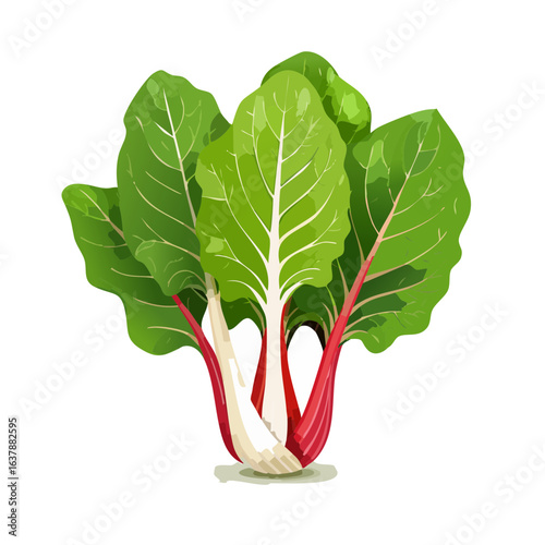 Isolated Swiss Chard Vector Illustration Fresh Green Leaves Red Stalks Vegetable Garden Ingredient Healthy Food Vegan Diet on Black Background