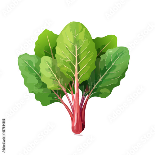 Vibrant Swiss chard vector illustration with red stems and green leaves on black background for healthy eating concepts