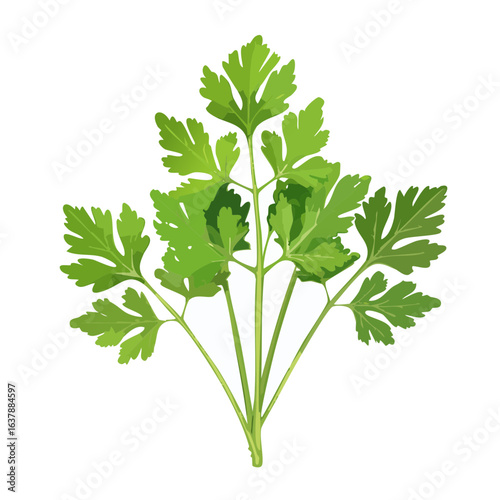 Fresh cilantro sprigs on black background flavorful herb aromatic garnish