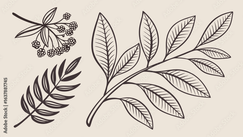Fototapeta premium HandDrawn Botanical Illustrations Berries Leaves and Branches.