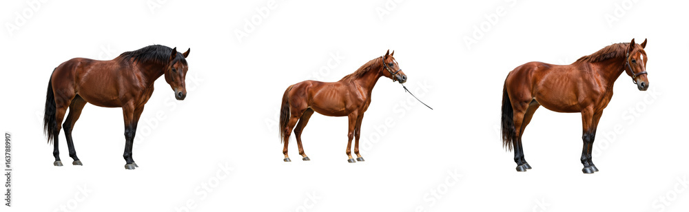 Obraz premium Horse breeding event farm animal outdoor side equine care insights. Cut out PNG set