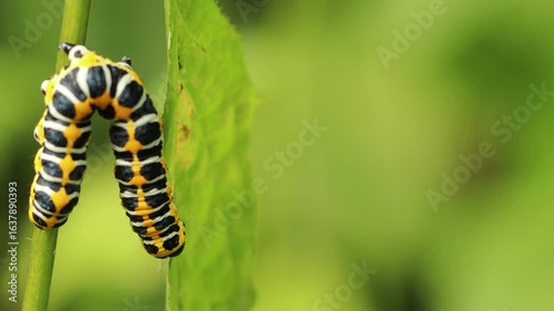 Raupe des Lattich-Mönchs (Cucullia lactucae) an Mauerlattich (Mycelis muralis)