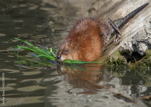 Tableau sur toile Adult muskrat or common muskrat (Ondatra zibethicus) close-up with a tuft of gra