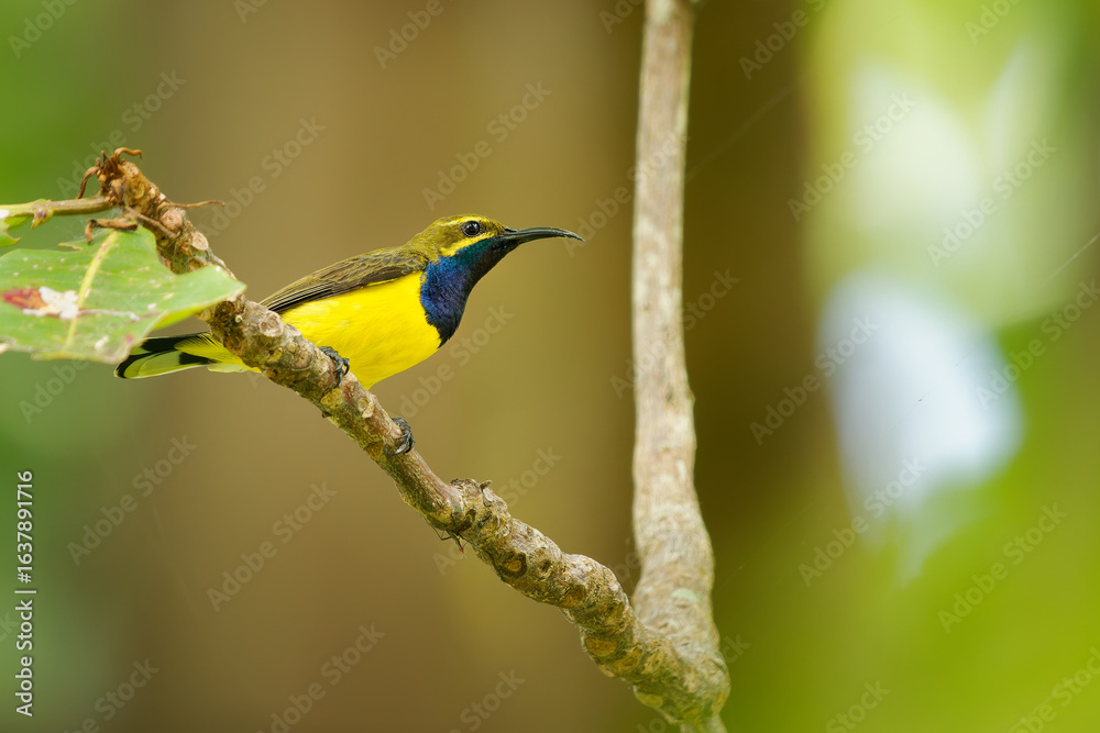 Fototapeta premium Sahul sunbird Cinnyris frenatus bird in Nectariniidae endemic to Sulawesi to New Guinea and Australia, yellow and dark blue nectar and insect eating beautiful bird on the flowers, singing in the tree