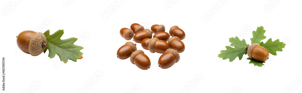 Harvesting acorns nature's treasures in autumn forest floor eco-friendly concept. Cut out PNG set Harvesting acorns nature's treasures in autumn forest floor eco-friendly concept. Cut out PNG set