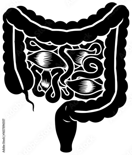 Human intestine in digestive system with blood vessels and lymph nodes and intestinal flora