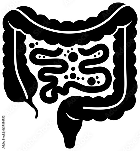Human intestine in digestive system with blood vessels and lymph nodes and intestinal flora