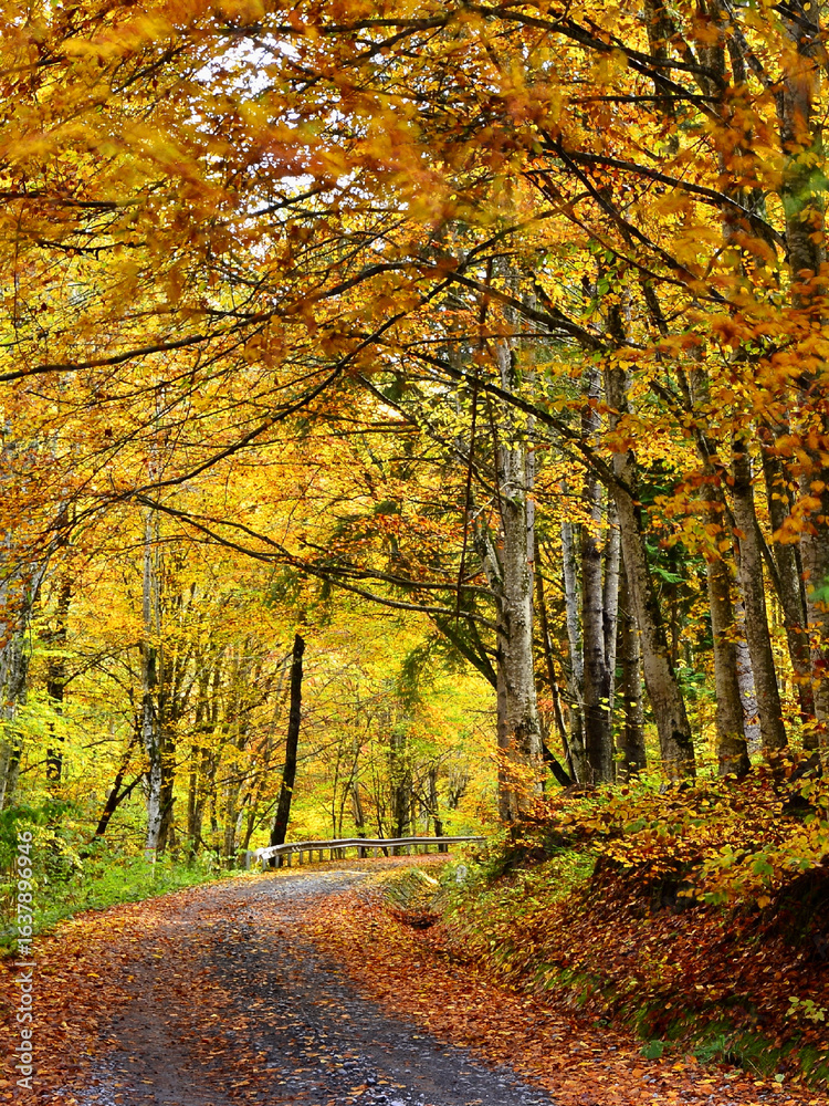 Obraz premium Forest road among tall trees dressed in autumn colours 