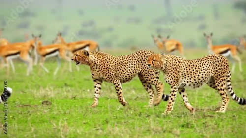 Three Wild Cheetahs in Pursuit with Gazelles in Savanna