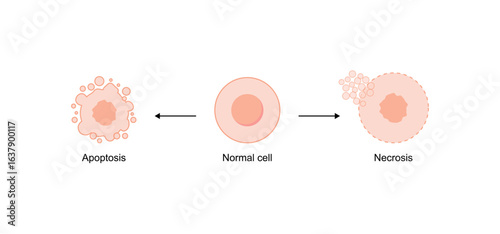 Necrosis and apoptosis of normal cell. cell death labeled outline diagram. Vector illustration