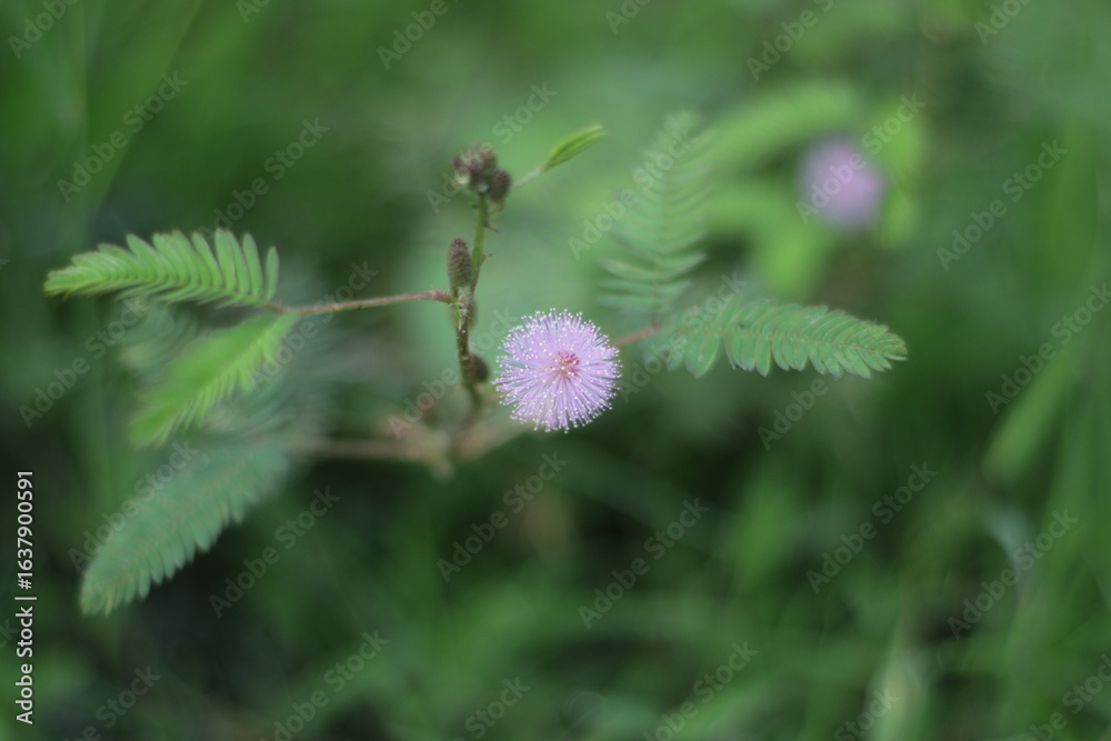A detailed macro shot capturing the delicate beauty of the Sensitive Plant (Mimosa pudica) and its unique flower. A detailed macro shot capturing the delicate beauty of the Sensitive Plant (Mimosa pudica) and its unique flower.