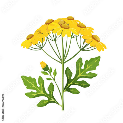 Yellow tansy flower illustration blooming blossom isolated on black background