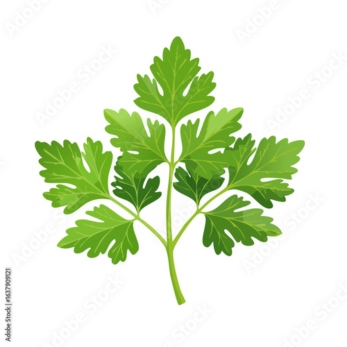 Fresh green parsley herb illustration against black background Culinary garnish ingredient for cooking healthy flavoring