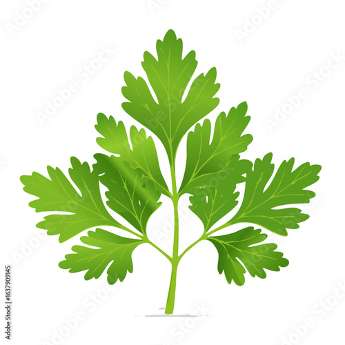 Bright green parsley sprig on black background fresh culinary herb illustration for food design recipe ingredient graphic asset