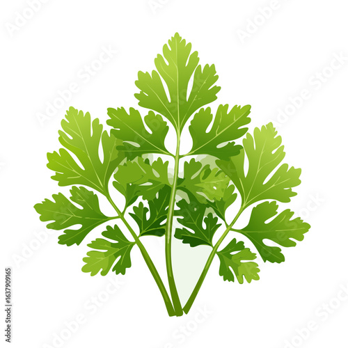 Fresh cilantro bunch vibrant green garnish ingredient vector illustration black background culinary cooking food preparation healthy eating