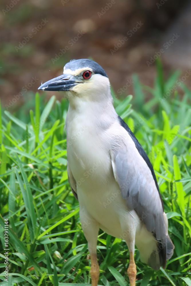 The black-crowned night heron or black-capped night heron, is a medium-sized heron - closeup shot The black-crowned night heron or black-capped night heron, is a medium-sized heron - closeup shot