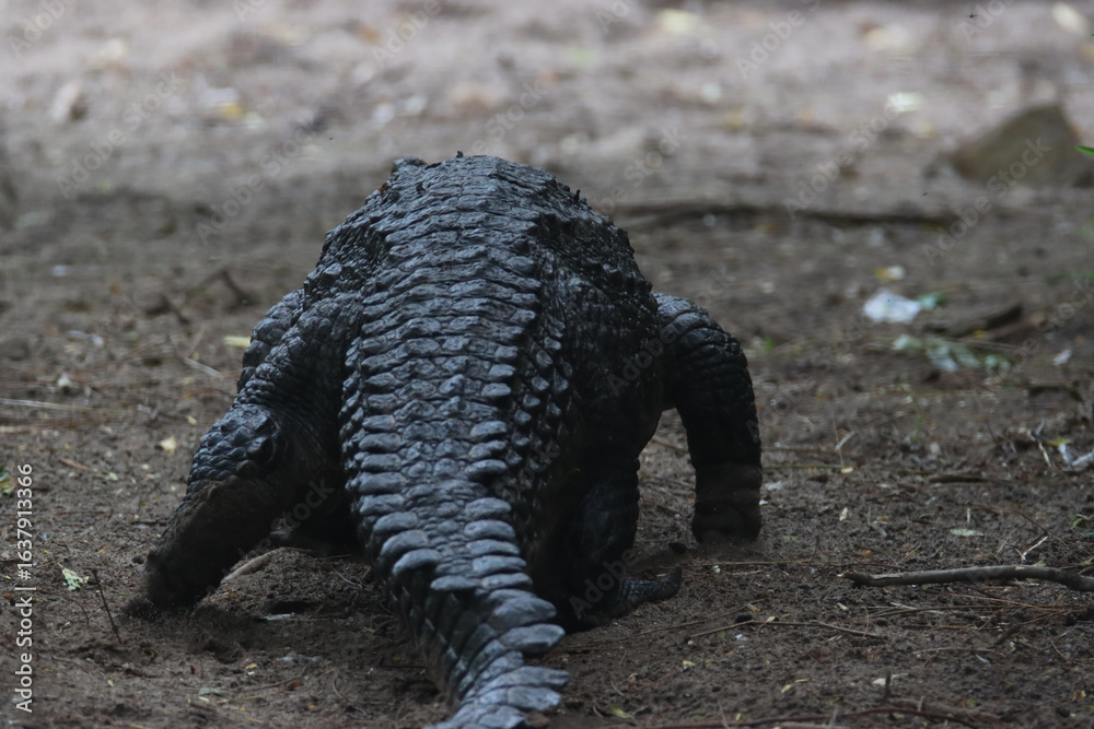 Fototapeta premium Back view of a big crocodile walking on ground