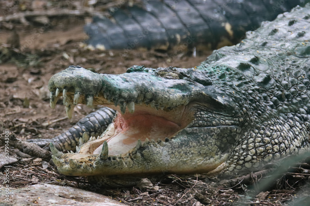 Fototapeta premium Crocodile with Open Mouth Showing Teeth
