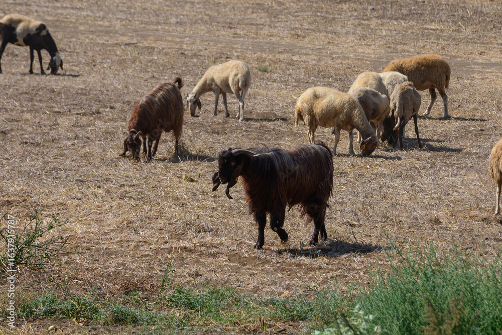 Fototapeta premium A herd of black goats and sheep peacefully grazing in a rural village landscape on the island of Cyprus.
