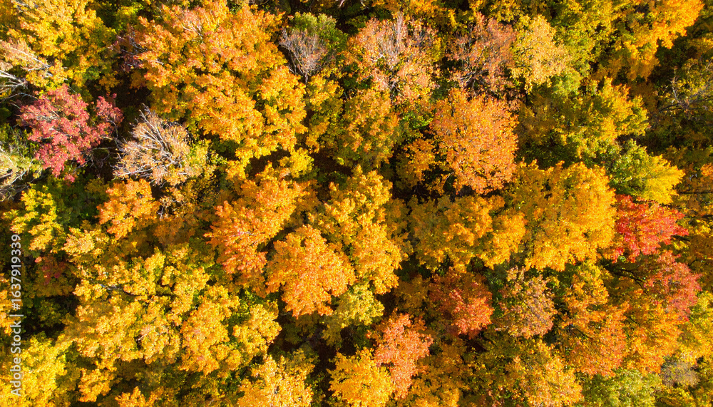 Overhead View of Vibrant Autumn Canopy Overhead View of Vibrant Autumn Canopy