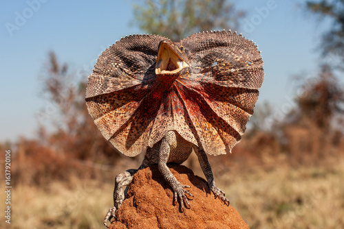 Australian Frill-necked Lizard in threat display