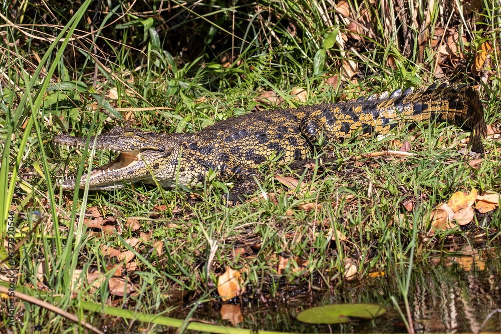 Naklejka premium Nile Crocodile on the banks in the Okavango Delta