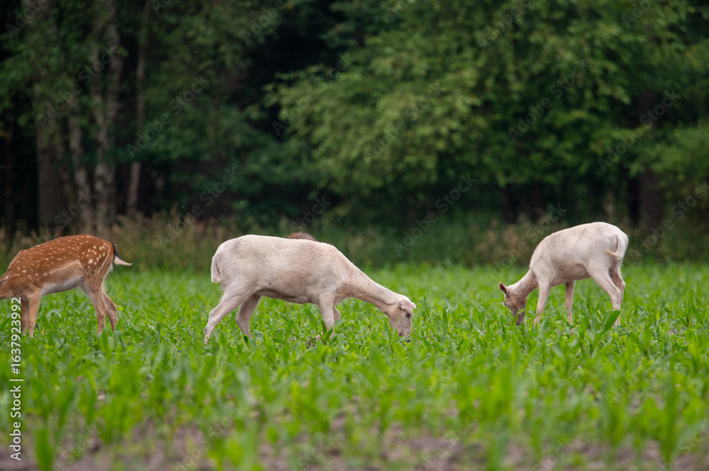 Fototapeta premium Dammwild im Feld