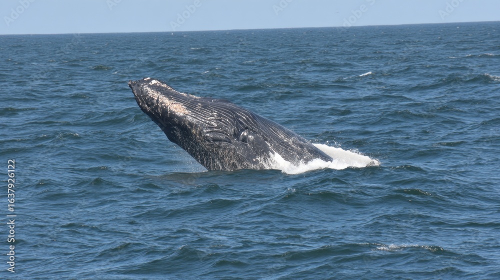 Naklejka premium Whale breaches the surface of the ocean showcasing its massive body in a dynamic display of nature’s beauty