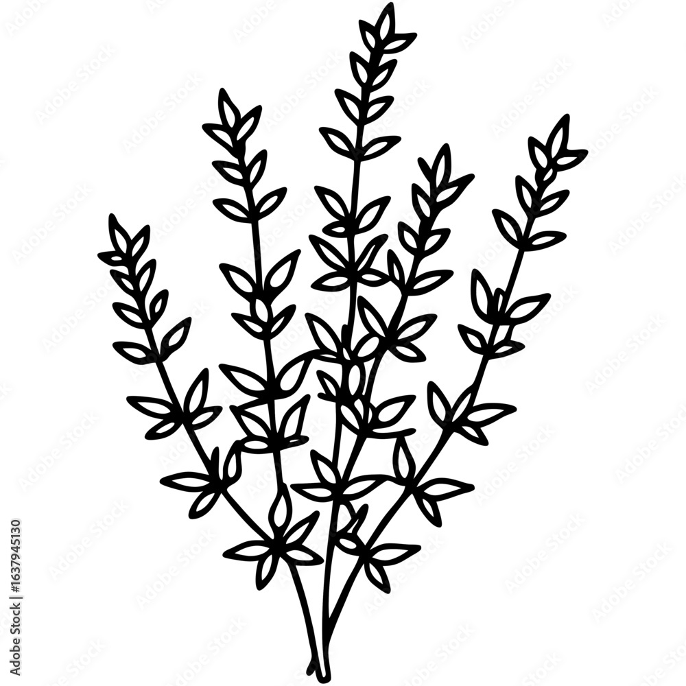 Fototapeta premium Thyme line art vector