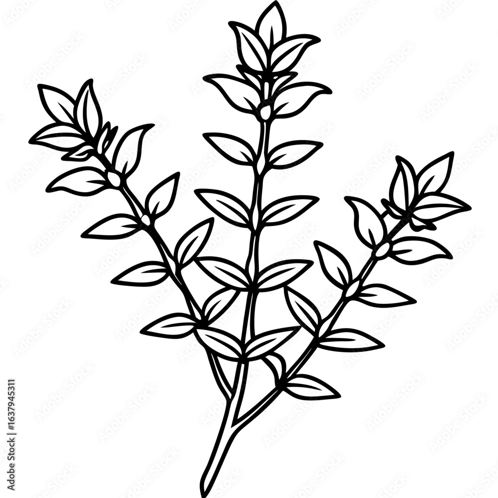 Fototapeta premium Thyme line art vector