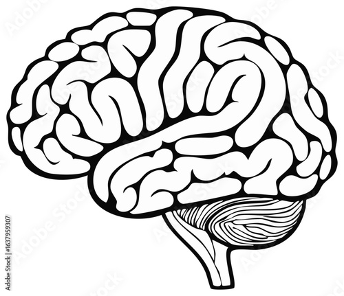 Detailed Black and White Outline of a Human Brain Anatomical Organ Anatomy