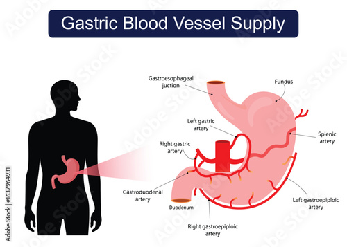 Gastric Blood Vessel Supply. Editable Vector stroke EPS10 Medical infographics.