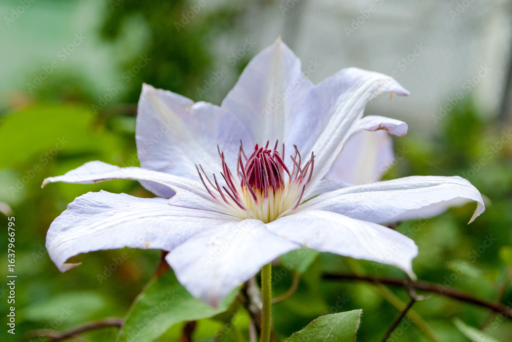 Fototapeta premium blooming flower