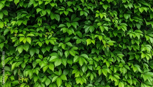 Wallpaper Mural A lush green wall covered in vibrant leaves, showcasing nature's beauty and texture, creating a serene and refreshing atmosphere. Torontodigital.ca