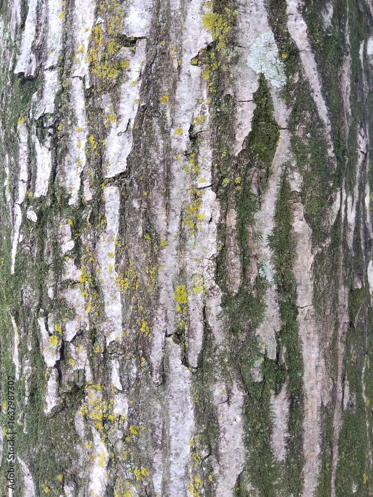 Obraz premium 古いイヌシデの木の幹(クローズアップ)