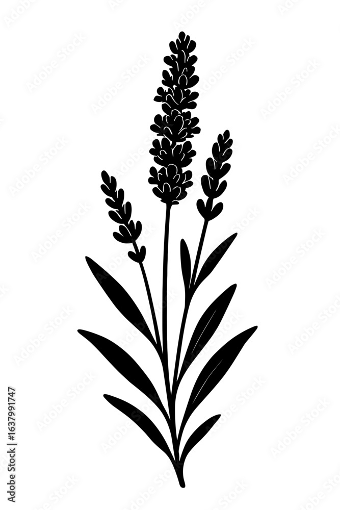 Fototapeta premium A delicate and refined monochrome illustration of lavender, showcasing its elegant form and subtle beauty.