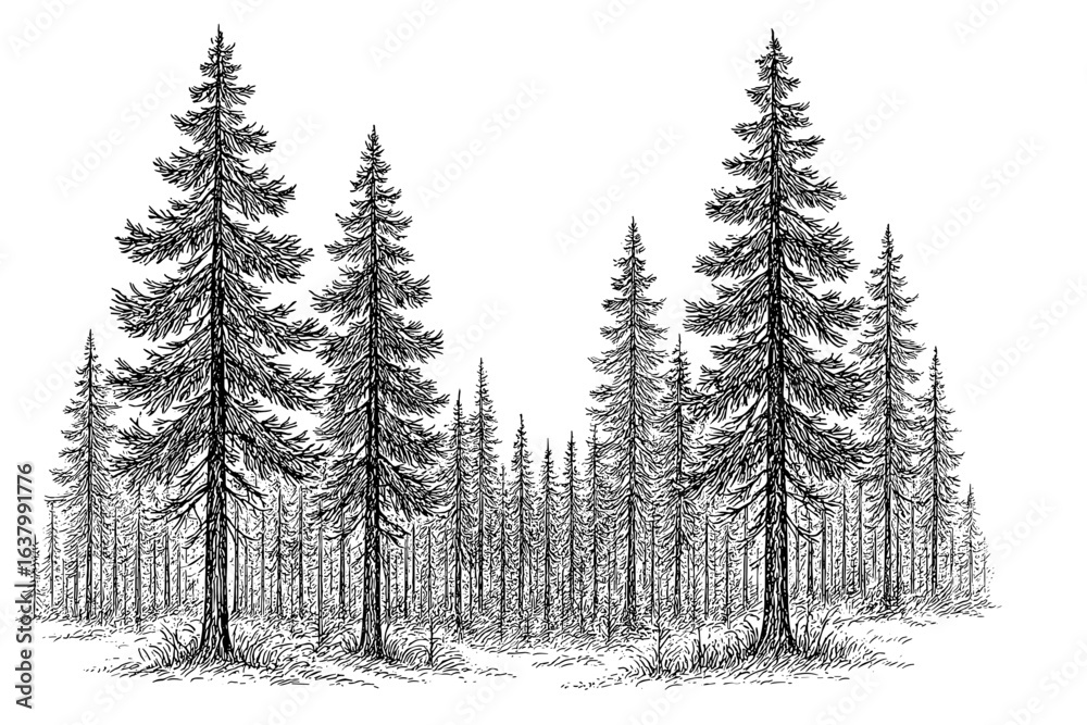 Obraz premium A detailed pen and ink illustration presents a serene view of a dense pine forest, showcasing the intricate textures of the trees. 